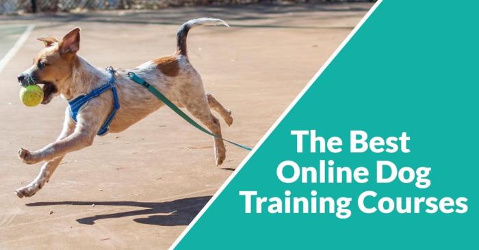 Dog training courses online free