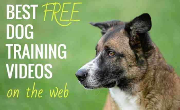 Dog training courses online free